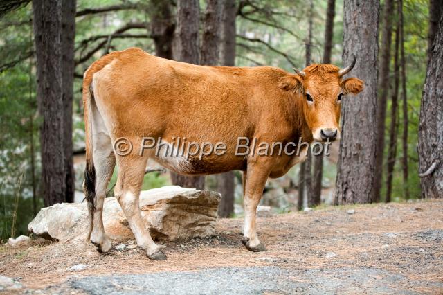 france corse 20.JPG - Vache sur le bord d'une routeGorges de la RestonicaHaute Corse